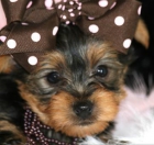 Yorkshire Terrier disponible para la venta cachorros - mejor precio | unprecio.es