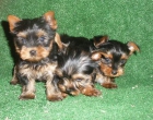 Yorkshire terrier, ¡no te quedes sin el tuyo! - mejor precio | unprecio.es