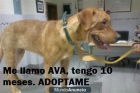 CAMPAÑA ADOPTA AGOSTO 2012 - COSTE 0 € - mejor precio | unprecio.es