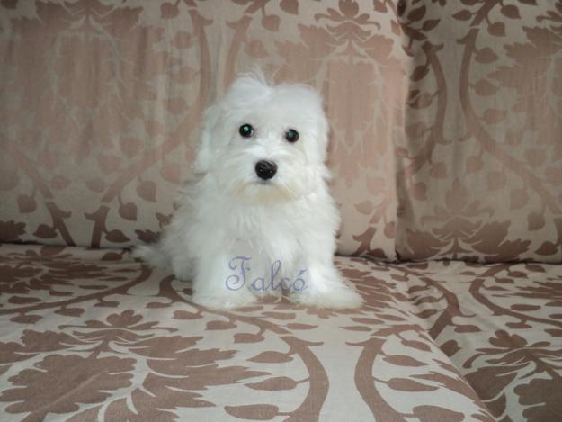 Reserva tú....Bichon Maltes