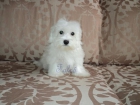 Reserva tú....Bichon Maltes - mejor precio | unprecio.es
