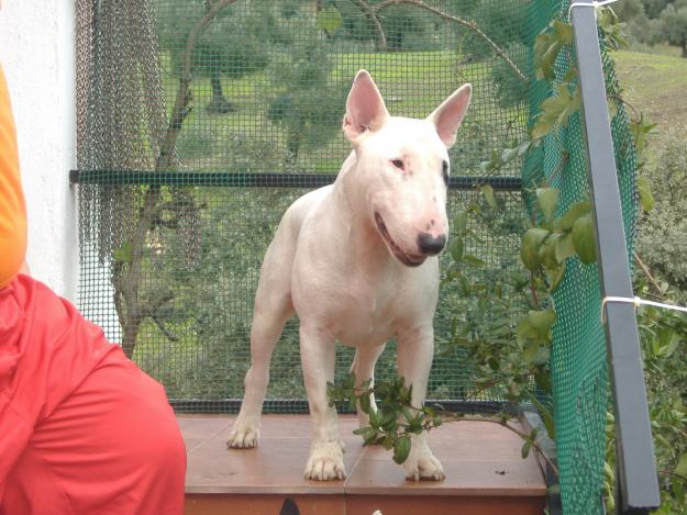 BULL TERRIER PARA MONTAS EN CORDOBA