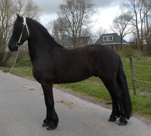caballo Frisian excepcional y sano