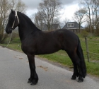 caballo Frisian excepcional y sano - mejor precio | unprecio.es