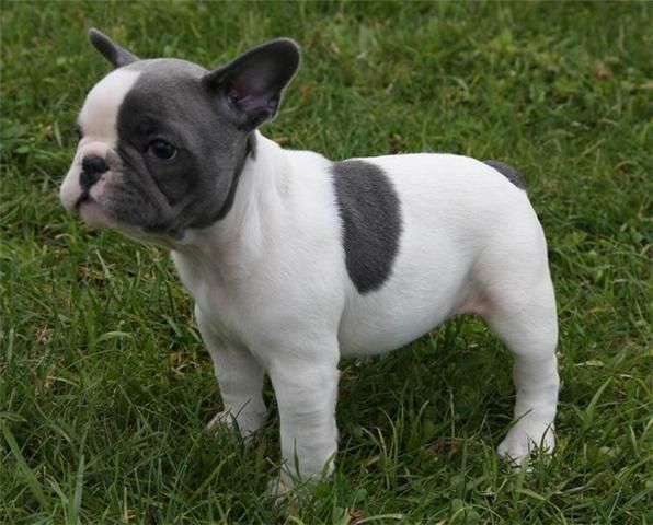 Cachorrita de Bulldog Francés