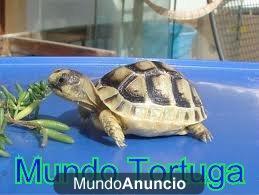 Inauguramos nueva tienda de mundotortuga en Barcelona