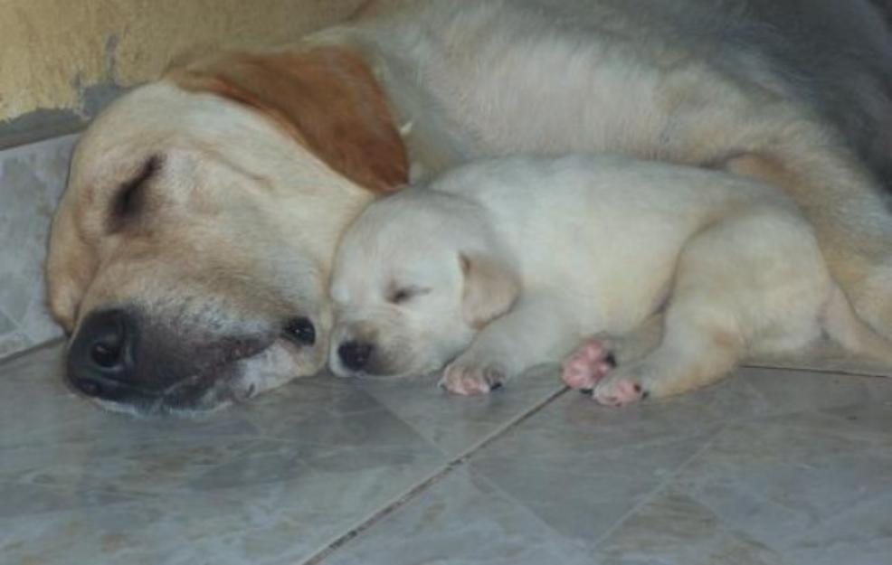 labradores machos y hembras con pedigre