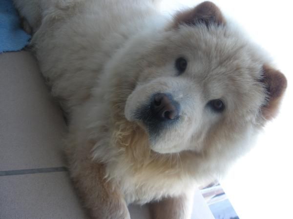 se busca chow  chow macho para monta