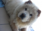 se busca chow chow macho para monta - mejor precio | unprecio.es