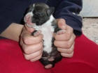 Se venden cachorros de AMERICAN STAFFORDSHIRE TERRIER - mejor precio | unprecio.es
