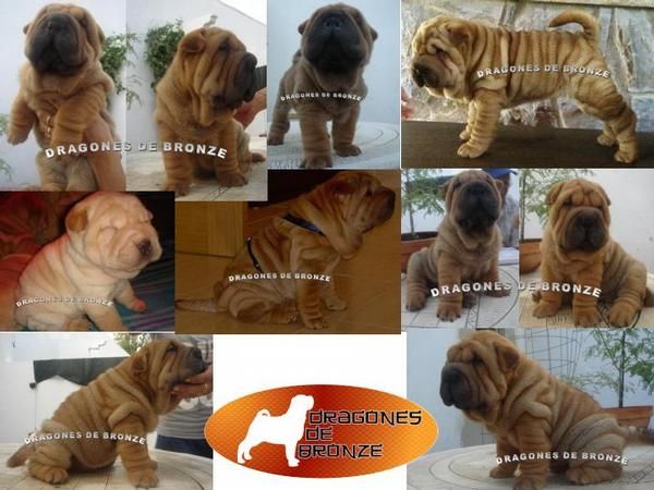 SHARPEIS, SHAR PEIS 100% AMERICANOS TODO EL AñO