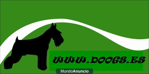 SOMOS CRIADORES  DE LA RAZA QUE BUSCAS, INFORMATE SIN COMPROMISO WWW.DOOGS.ES