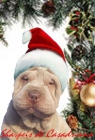 UN PAPA NOEL MUY ESPECIAL - CACHORRO SHAR PEI LILAC - mejor precio | unprecio.es