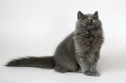 British shorthair y long hair - mejor precio | unprecio.es