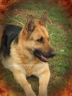 BUSCAS UN BUEN CACHORRO PASTOR ALEMAN? AQUI LO ENCONTRARAS!! - mejor precio | unprecio.es