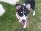 CACHORRA BORDER COLLIE - mejor precio | unprecio.es