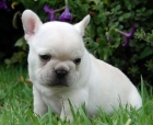 Cachorros de bulldog frances de Goncar160eur - mejor precio | unprecio.es