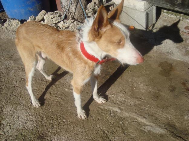 cambio podenco portuges cruce con andaluz  por podenco maneto