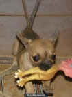 CHIHUAHUAS SOLO A 300 EUROS EN SEVILLA. - mejor precio | unprecio.es