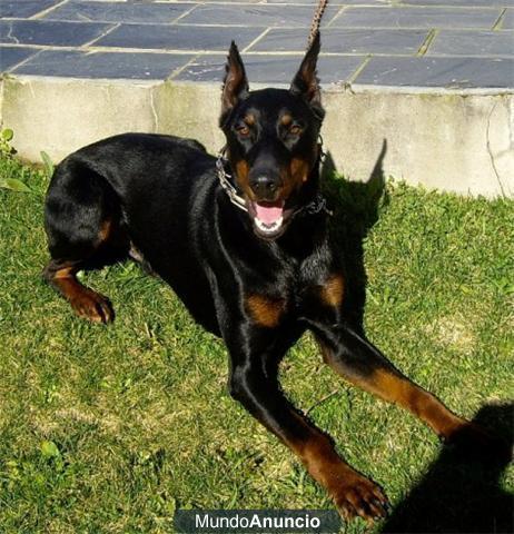 DOBERMAN DE COLOR ROJO, EXCELENTES
