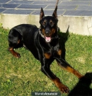 DOBERMAN DE COLOR ROJO, EXCELENTES - mejor precio | unprecio.es