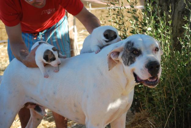dogo alemán precioso economico