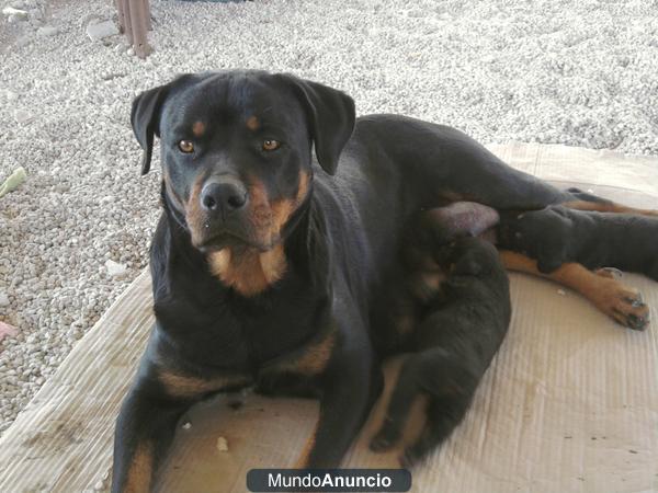 excelente camada de rottweillers