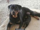 excelente camada de rottweillers - mejor precio | unprecio.es