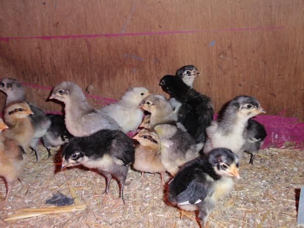 gallinas de raza andaluza sureña