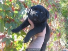 Maravillosos cachorros de Labrador color negro - mejor precio | unprecio.es