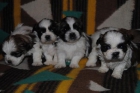 Preciosos Shih Tzu - mejor precio | unprecio.es