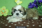 Preciosos Shih_tzu economicos - mejor precio | unprecio.es