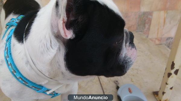 Se ofrece Bulldog Frances para monta