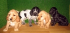 VENDO COCKER SPANIEL,190€ - mejor precio | unprecio.es