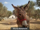 VENDO BURRO ESPAÑOL¡¡¡ MUY BUENO Y TRANQUILOY MUY BARATO¡¡¡685998047¡¡¡ - mejor precio | unprecio.es