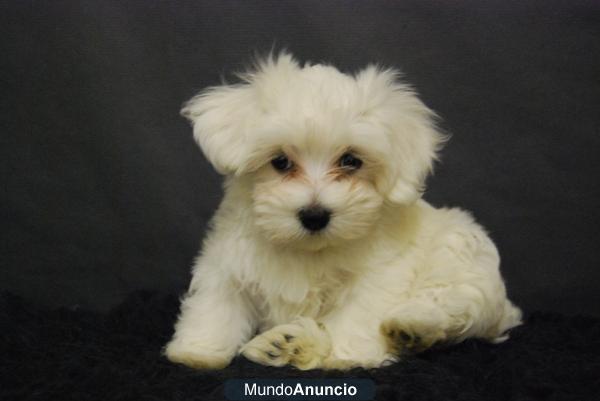 Bichon maltes en madrid, para entregarse