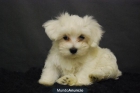 Bichon maltes en madrid, para entregarse - mejor precio | unprecio.es