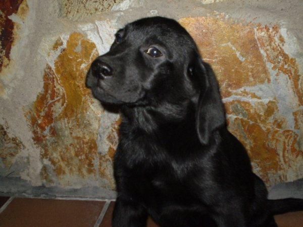 CAMADA DE LABRADOR EN COLOR NEGRO