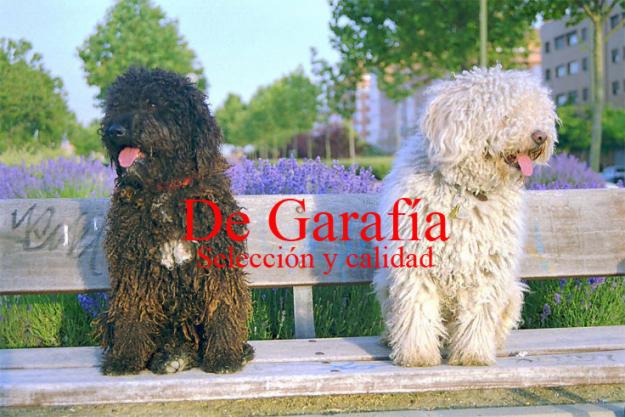 Exc cachorros de Perro de Agua Español, Pedigri de campeones