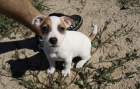 Jack Russell Autenticos cachorros de calidad con pedegree - mejor precio | unprecio.es