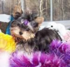 Me gustaria adoptar cachorro de yorkshire terrier para mi hijo y mi mujer, - mejor precio | unprecio.es