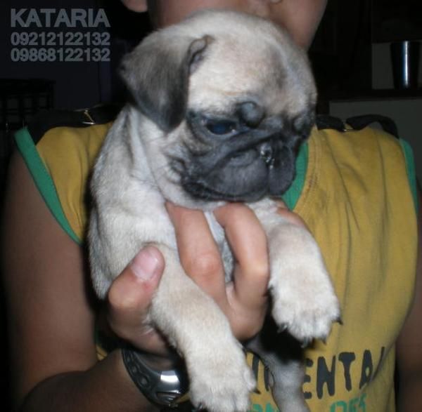 ocasion cachorros varias razas