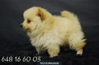 POMERANIA , cachorros en venta, machos y hembras con vacunas y garantias - mejor precio | unprecio.es