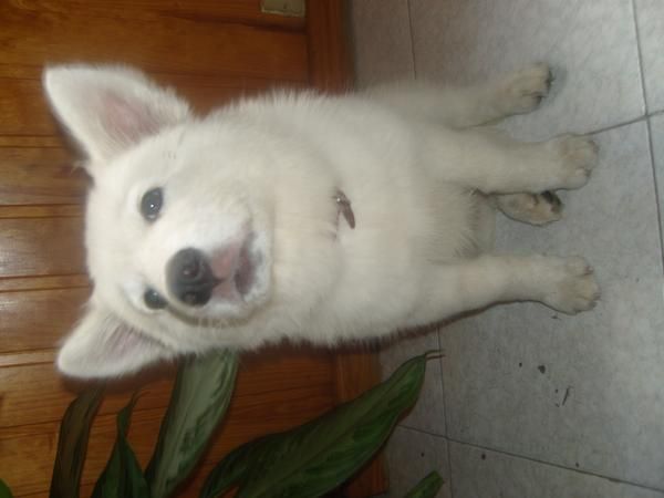 PRECIOSO PERRO HUSKY SIVERIANO