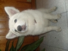 PRECIOSO PERRO HUSKY SIVERIANO - mejor precio | unprecio.es