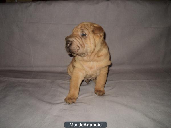 SHAR PEI..CACHORRO PERRO