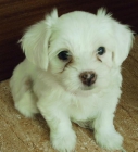 VENDO BICHON MALTES - mejor precio | unprecio.es