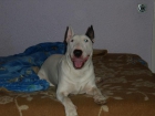 Busco hembra para monta de mi bull terrier - mejor precio | unprecio.es