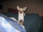 busco maxo chihuahua para la monta ami perrita ,,entre700 y 900g - mejor precio | unprecio.es