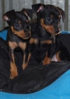 Cachorritos de Mini pincher, ¡garantia y seriedad! - mejor precio | unprecio.es